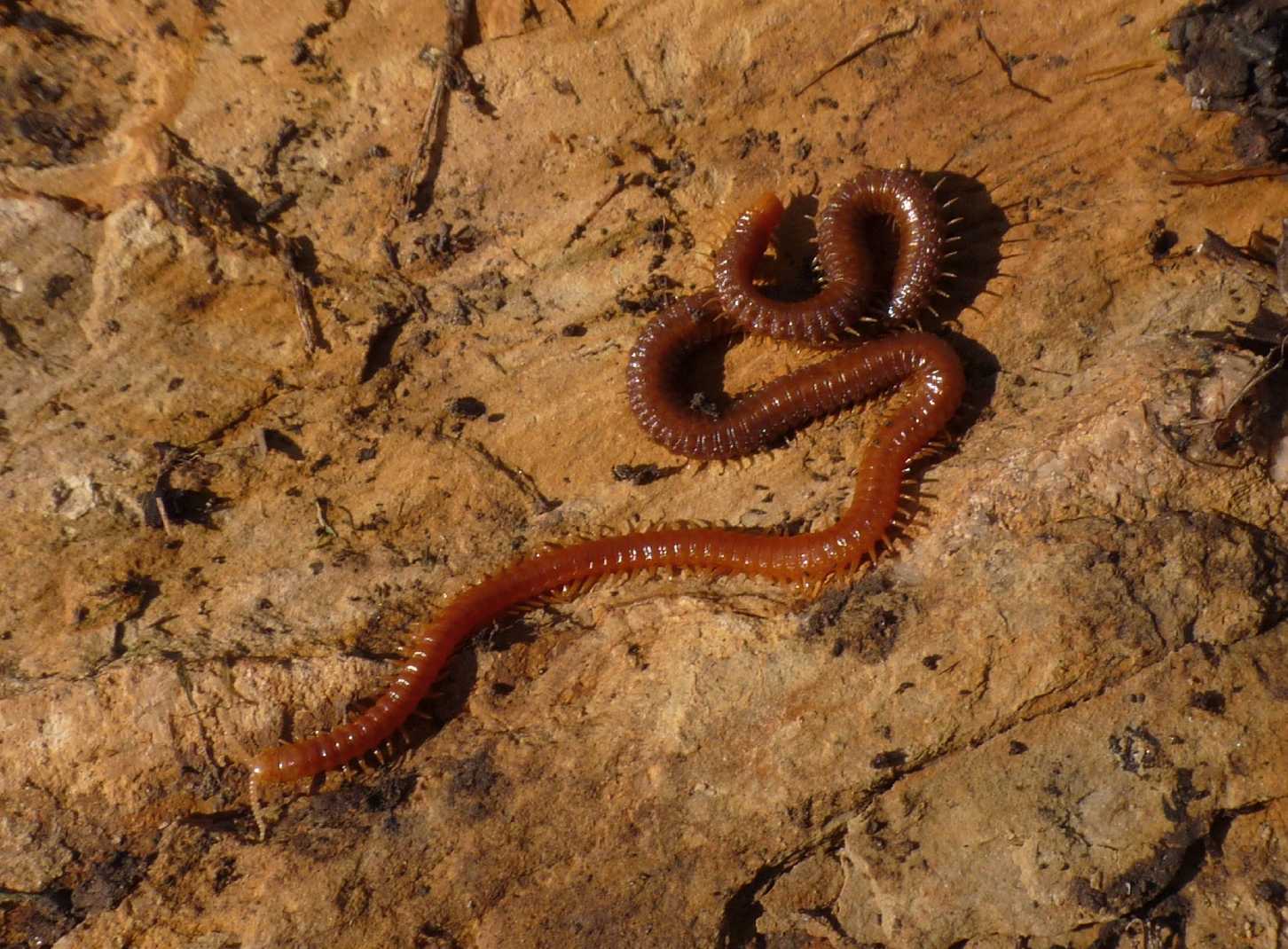 Lombrico predato da Himantarium gabrielis